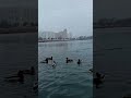 А дика качка на ставку шукає А дика качка на ставку шукає