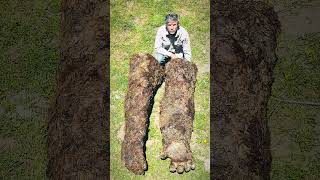 Bigfoot from 1953 have been kept in freezers so they are very dried out #bigfoot #cryptids