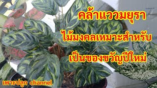 คล้าแววมยุรา ไม้มงคลไม้ใบลายสวย เหมาะสำหรับเป็นของขวัญปีใหม่#คล้าแววมยุรา#ไม้มงคล #เพาะปลูก channel