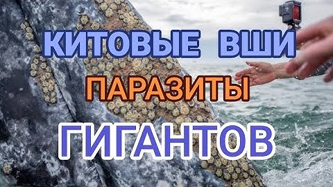 "Китовые Вши: Маленькие Паразиты на Великих Гигантах"