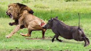 Too Brave! Powerful Mother Warthog Come To Rescue Poor Baby Warthog Escapes Lions - Eagle Vs Goat