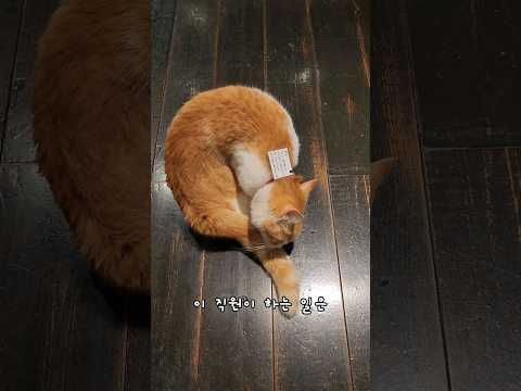 탐앤탐스 근무하는 냥직원