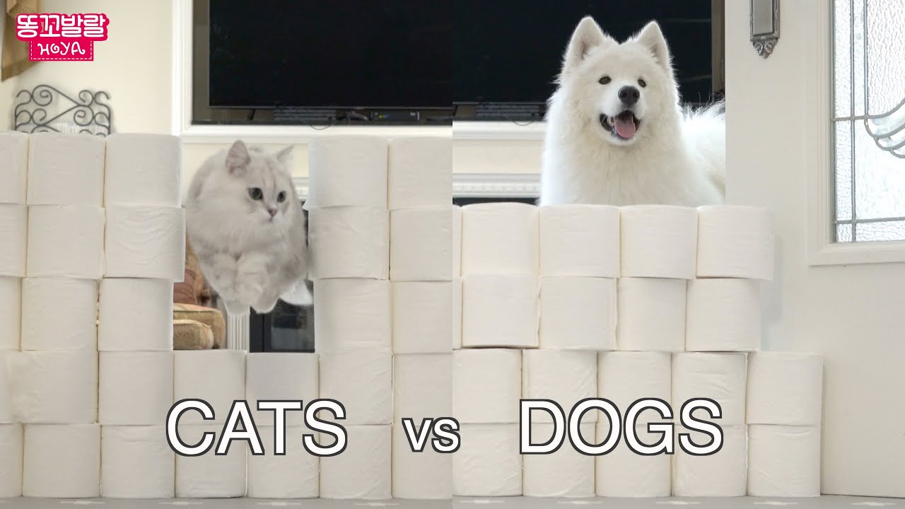 (Eng) 휴지 벽 챌린지에 도전하는 강아지! | toilet paper wall dog challenge | Dog Toilet Paper Wall