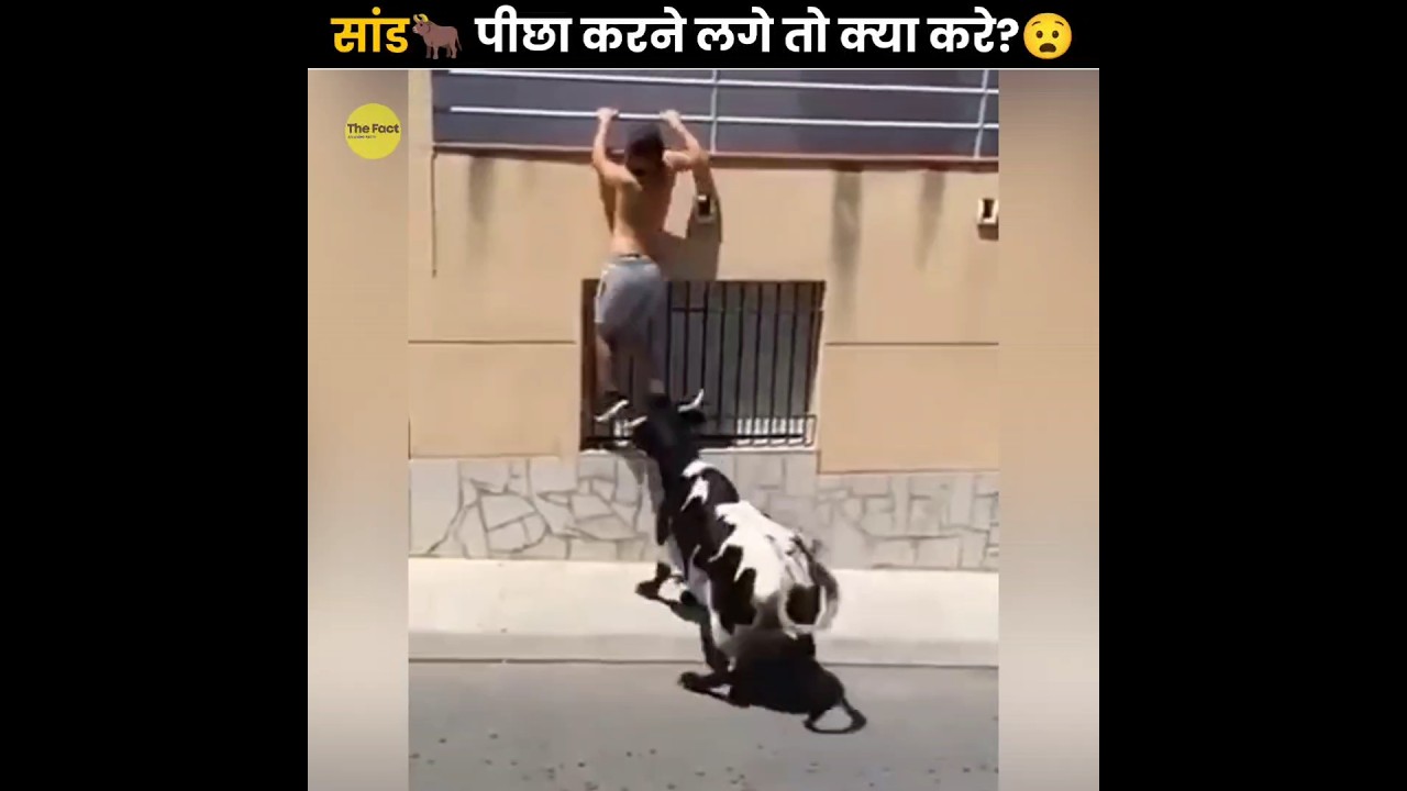 Surviving a Bull Chase 🐂