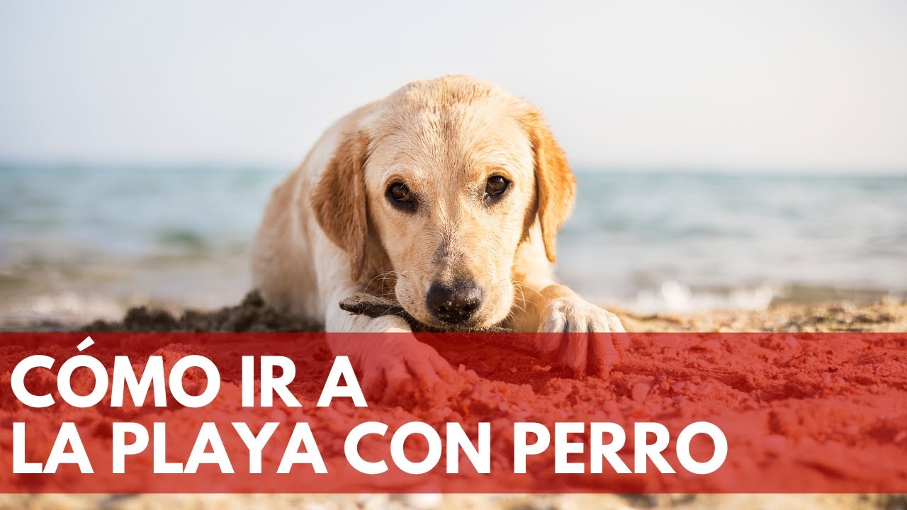 CONSEJOS PARA IR A LA PLAYA CON PERRO 🐶🐕🏖️
