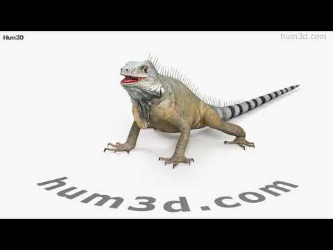 Iguana 3D model by 3DModels.org