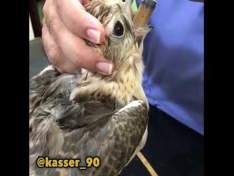 علاج مرض الكوكسيديا عند الصقور