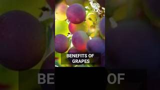 Benefits of eating Grapes / Seasonal fruit / #grape #healthtips screenshot 5