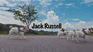 PHONO TONES 「Jack Russell」 Official Music Video