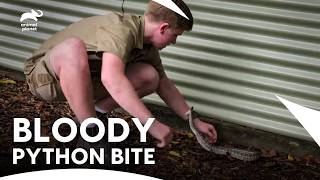 Robert Gets Bitten while Relocating A Wild Snake | Crikey! It's The Irwins S1 E7 | Animal Planet