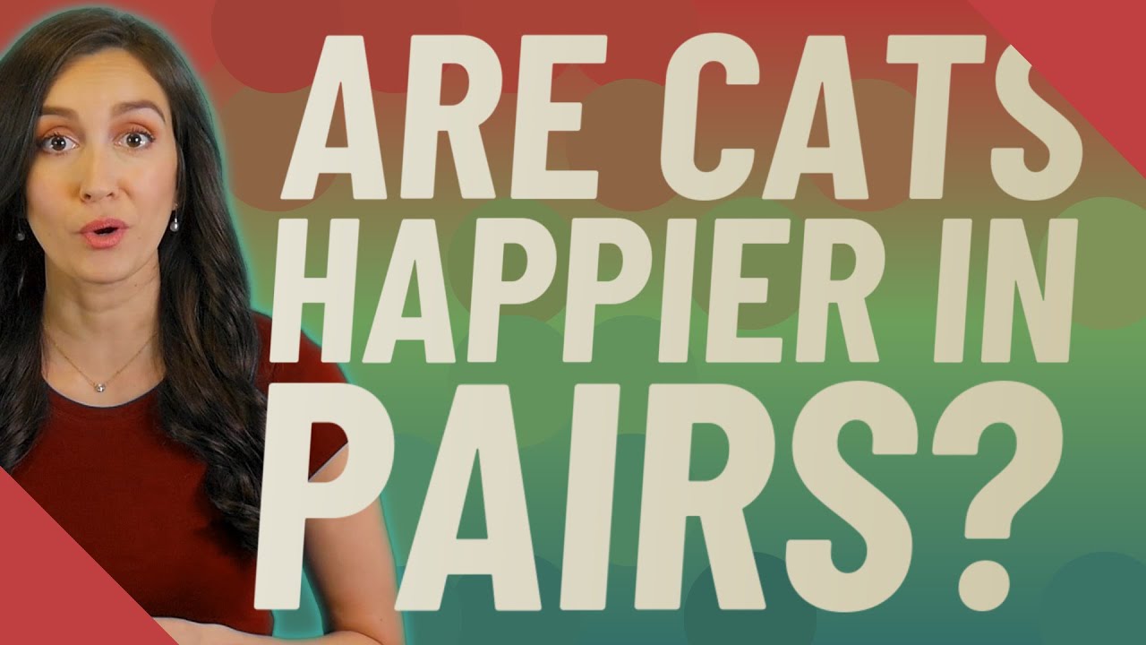 Are Cats Happier In Pairs?