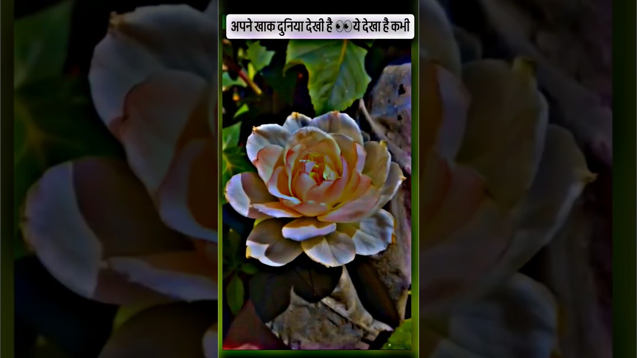 जंगली amazing किडा 