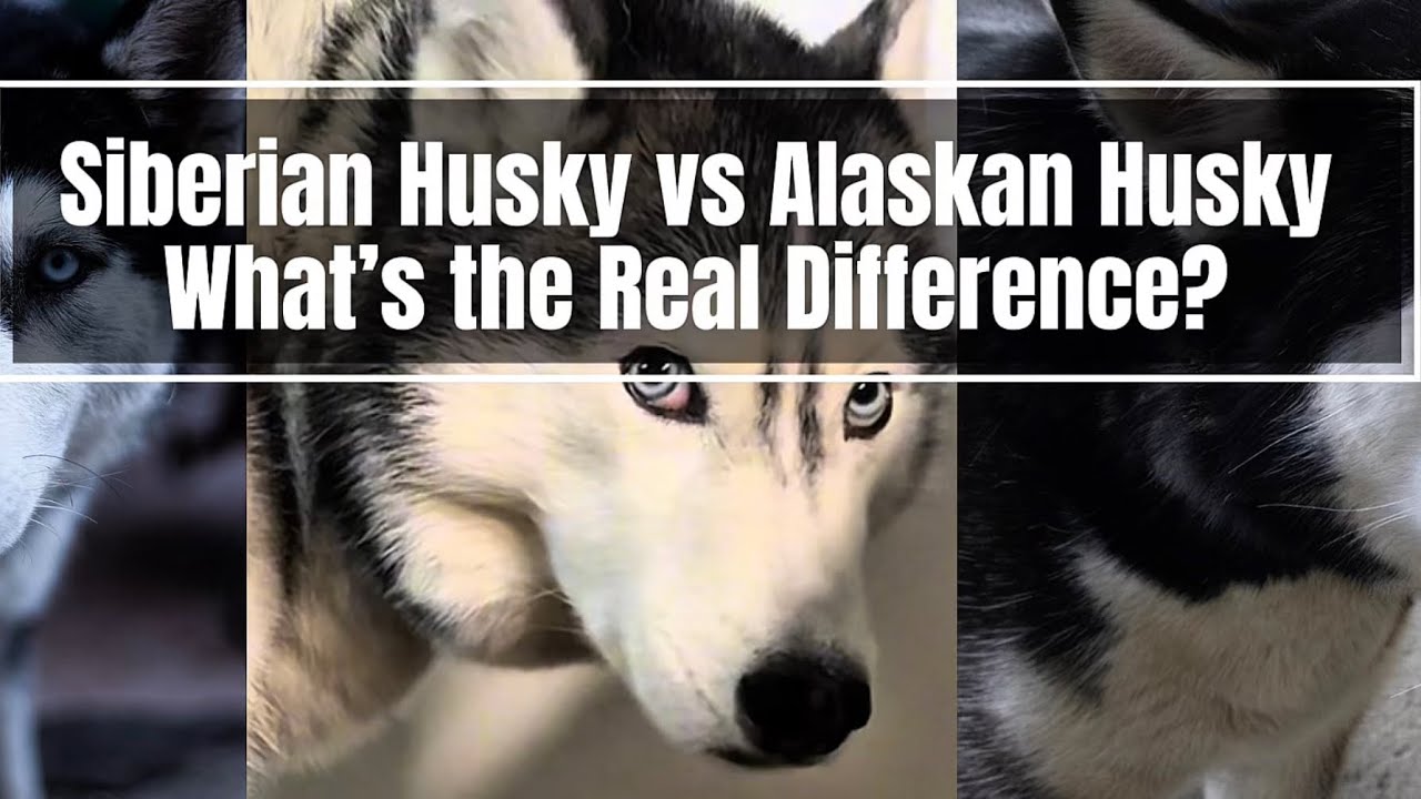 Siberian Husky vs Alaskan Husky – What’s the Difference?