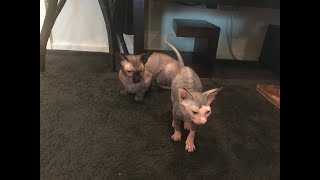 SPHYNX GROOMING by JOAO CLAUDIO USA 3,904 views 3 years ago 13 minutes, 27 seconds