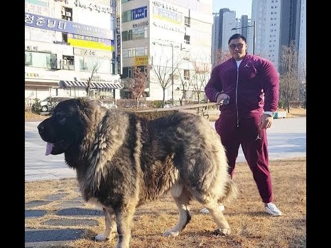 korean bear dog