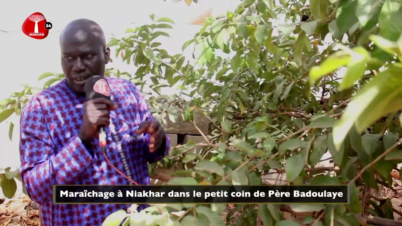Culture maraîchère à Niakhar dans les locaux de Badou Laye Ndour