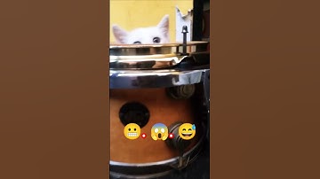 hooman can you help me find my drum key 🤤 #drums #cat #funny #fail #pets #drumheads