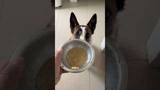 Caldo de ossos para cachorro? Aqui tem e rende muito!!! #caldodeossos #cachorro #pets
