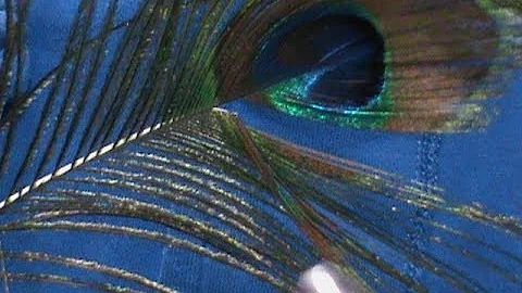 Beginner Fly Tying Stripping Peacock Herl with Jim...