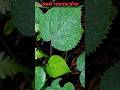 World most dangerous plant ☘️। Gimpy gimpy #shorts #viral #shortsvideo