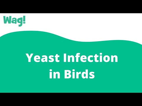 ვიდეო: საფუარის ინფექცია ჩიტებში
