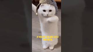 #music #hardstyle #edit meow like and subscribe for a free pet #wildlike #wildnout