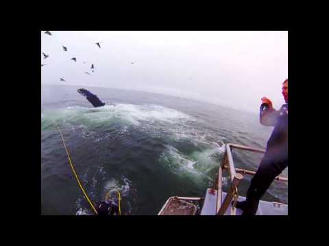 Video: Pet Scoop: Humpback vaal, mis on vabastatud kalastusliinist, K9 „aitab” patrullautot