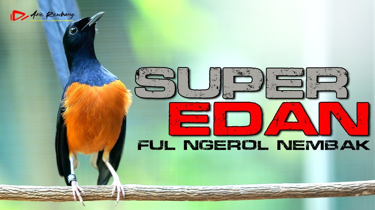 MURAI BATU EDAN SUPER GACOR FULL NEMBAK NGEBREN LOS MATERI ISIAN