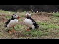 2022 05 Skomer Puffins, Canon R5 and 100-500 handheld.