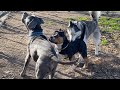 A Husky Steps In When a Bully Accosts on Her Best Friend