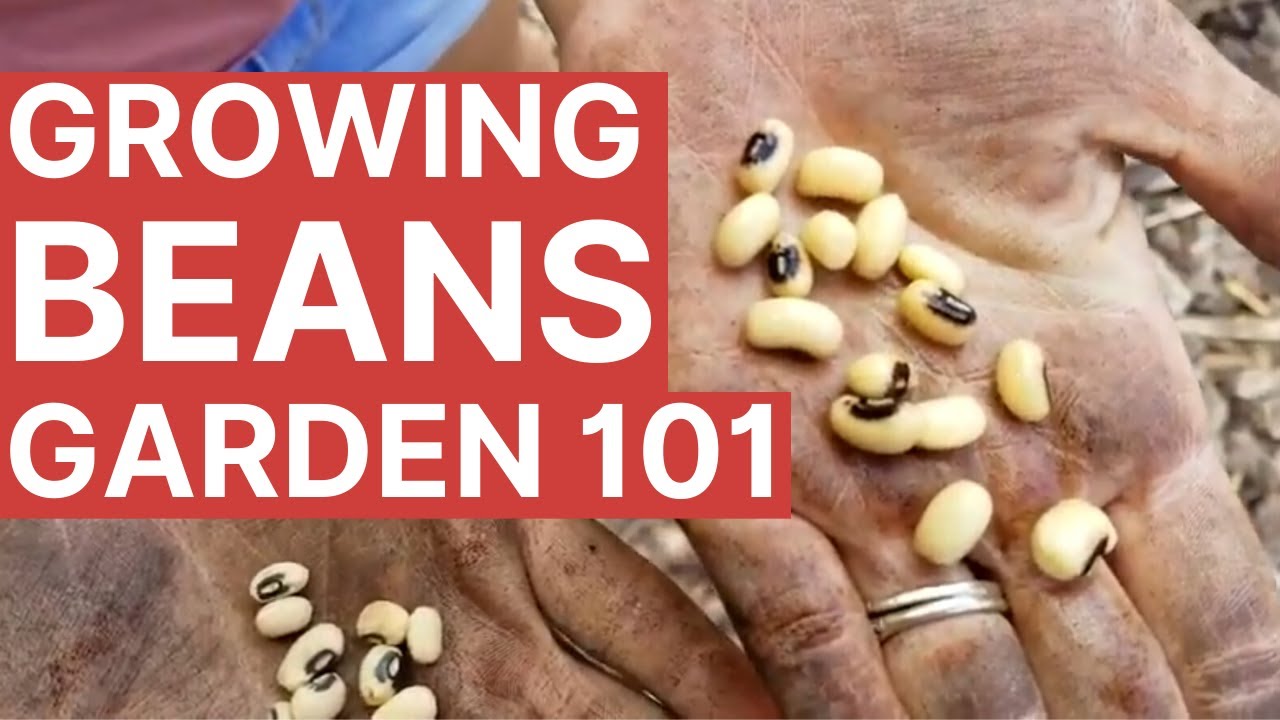 How to Grow Beans In Your Florida Vegetable Garden - YouTube