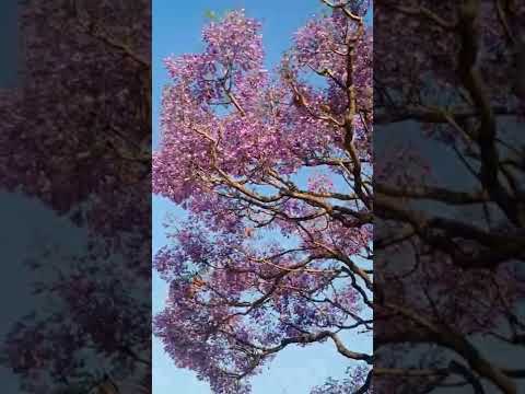 Video: Wann blühen Jacarandabäume?