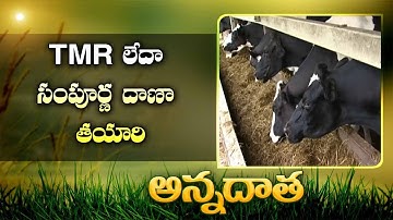 TMR Preparation | Total Mixed Ration | as Complete Meal For Cattle || EtvAnnadata
