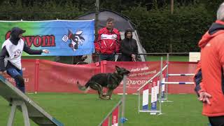 World Championship Agility German Shepherds Kerstin Münzer Bajan v  d  Teufelsweibern