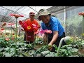 EXPERIENCIAS EN EL CULTIVO DE FLORES EN EL DISTRITO DE MARANURA