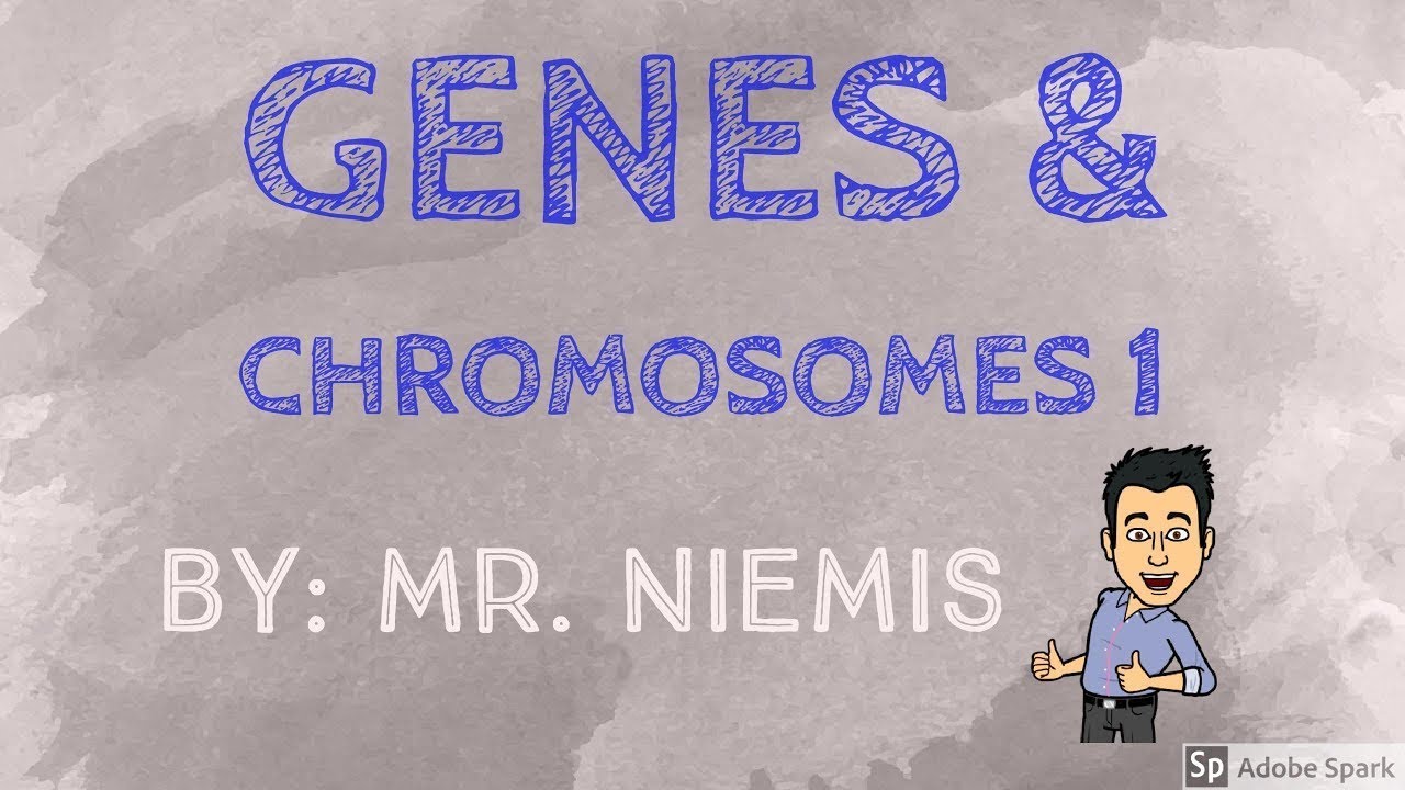 Mr Niemis Flipped Lessons Genes And Chromosomes Part 1 YouTube Mr Niemis Flipped Lessons Genes And Chromosomes Part 1 YouTube