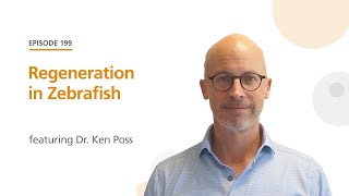 Regeneration in Zebrafish featuring Dr. Ken Poss | The Stem Cell Podcast
