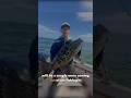 Back with daily content enjoy the video! #fishing#grouperfish#fish#bigfish #justfishing