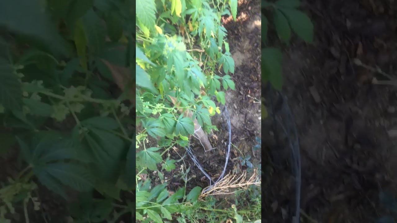 Achei uma planta de maconha no chile