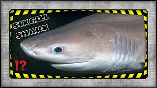 MASSIVE DEEP SEA SHARK, BLUNTNOSE SIXGILL SHARK