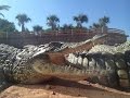 CROCOPARC AGADIR  : Web Série ORIGINES du parc