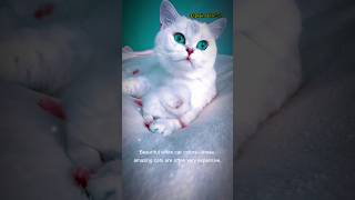 Beautiful White Cats | Amazing &amp; Expensive Cat Breeds