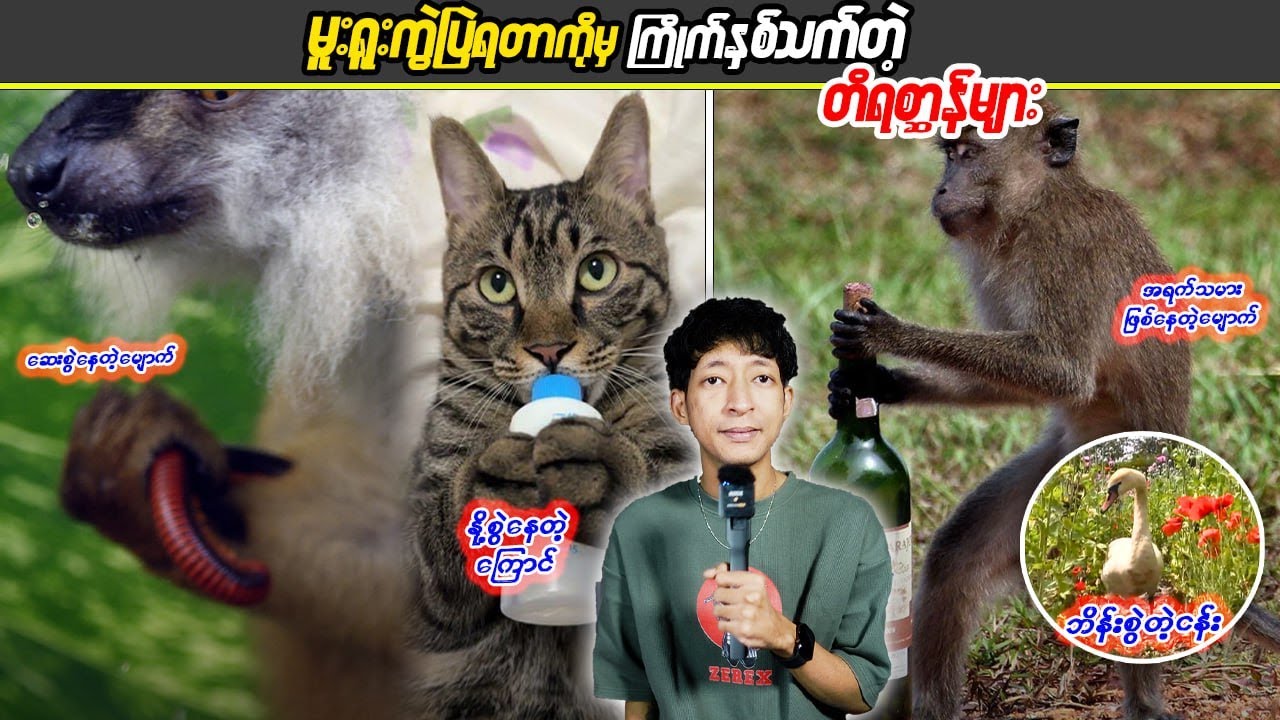 မူးရူးကွဲပြဲရတာကိုမှ ကြိုက်နှစ်သက်တဲ့တိရစ္ဆာန်များ#LinnthitUniverse #Linnthit #SportsBox #Kb