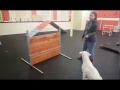 Training | Agility Class Starting WEDNESDAY 2/23/17 | Solid K9 Training Dog Training Training | Agility Class Starting WEDNESDAY 2/23/17 | Solid K9 Training Dog Training