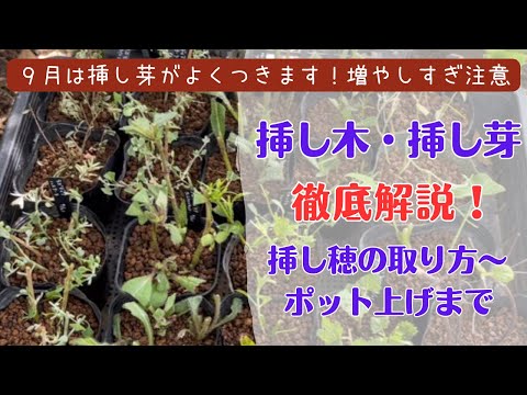 パンジーとビオラの育て方