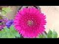 Gerbera care can't get easier than this || Gerbera Daisy