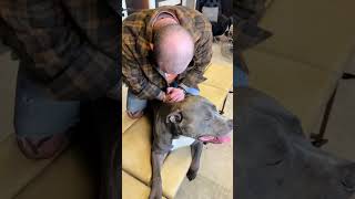 Pit Bull Dog With Back Pain