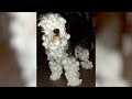 Hilarious DOGS IN SNOW will make you FORGET ALL YOUR PROBLEMS