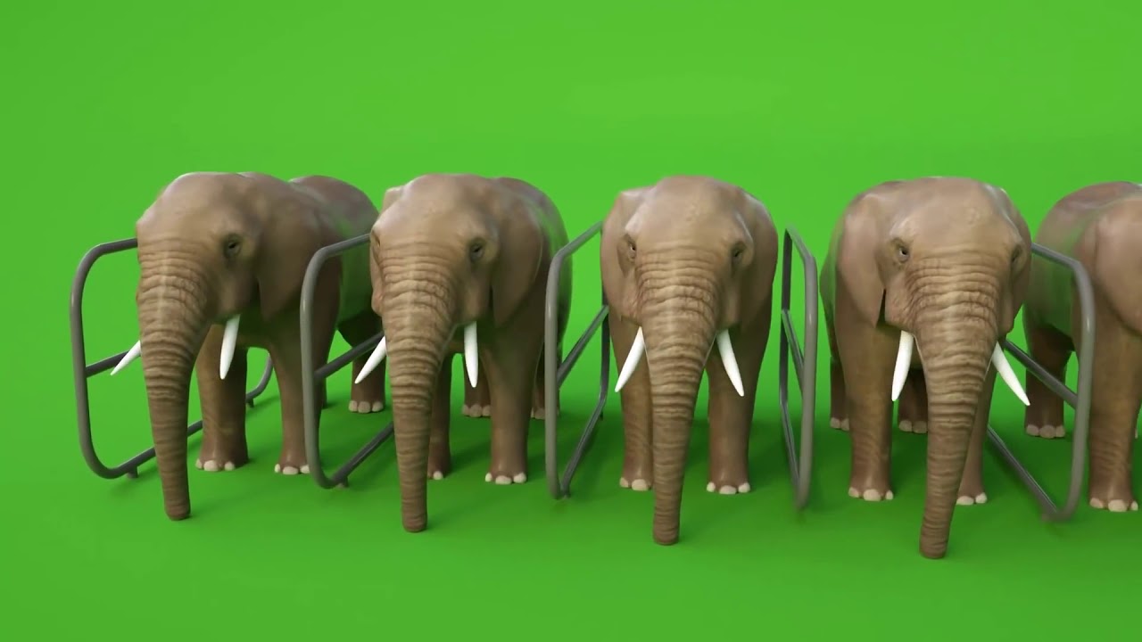 Elephant video YouTube