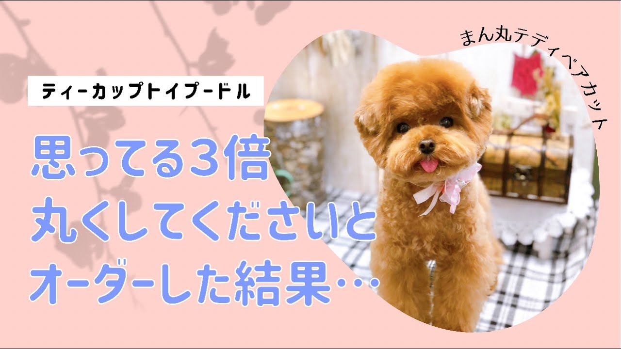キャンセル ヤフオク テディベアカット 成犬 アプリコット ト ぽぽみ パッケージ Rdk Fidkom Uinjkt Ac Id